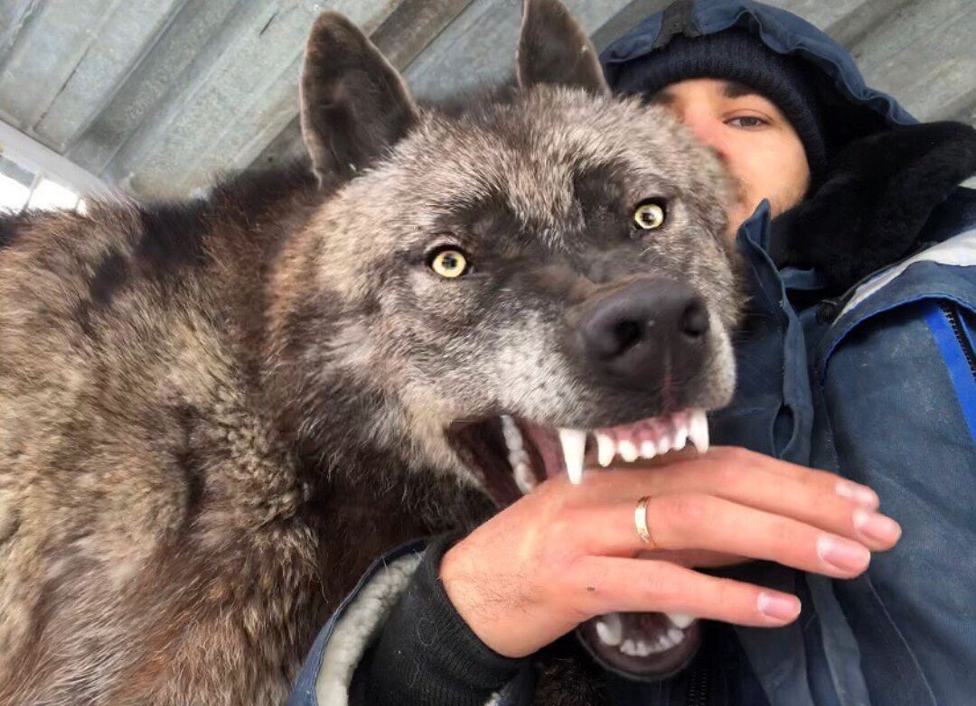 Канадский волк Акелла